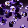 Shop Rituals Smooth Violet Kitchen Hand Balm