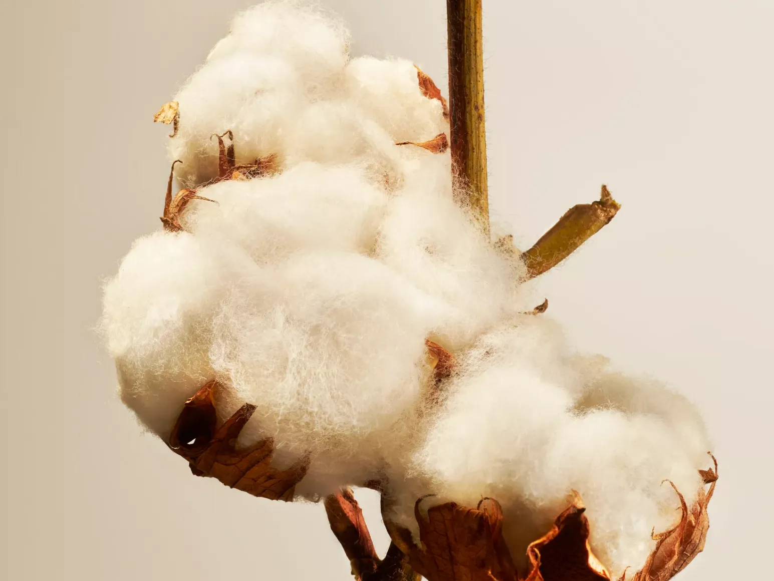 Online Rituals Cotton Blossom Refill Fragrance Sticks