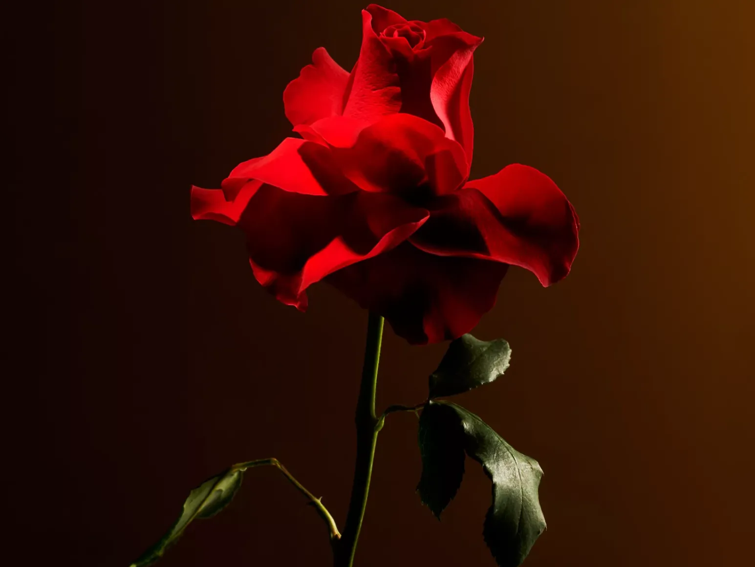 Outlet Rituals Imperial Rose Refill Fragrance Sticks