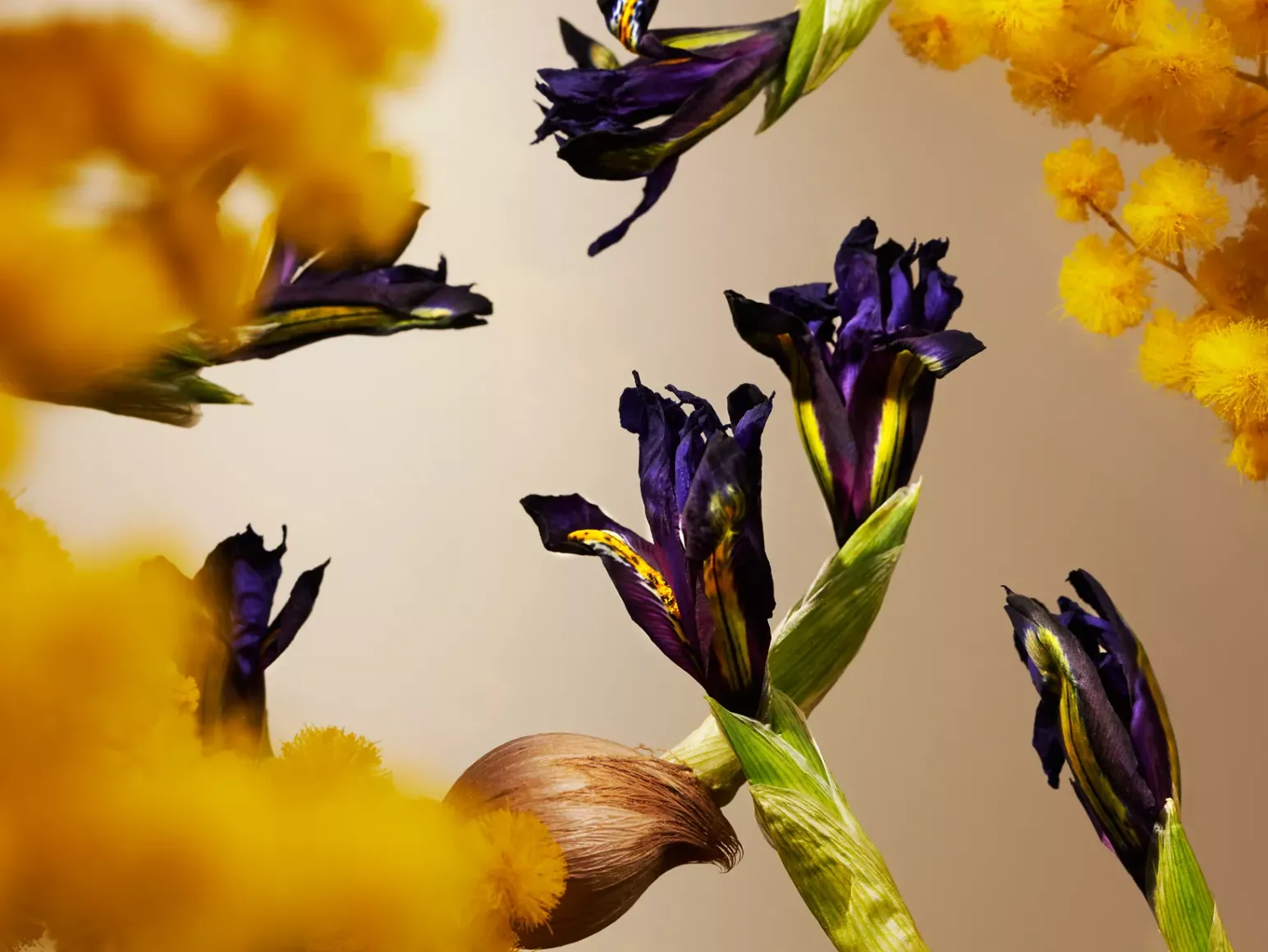 Hot Rituals Orris Mimosa Refill Fragrance Sticks