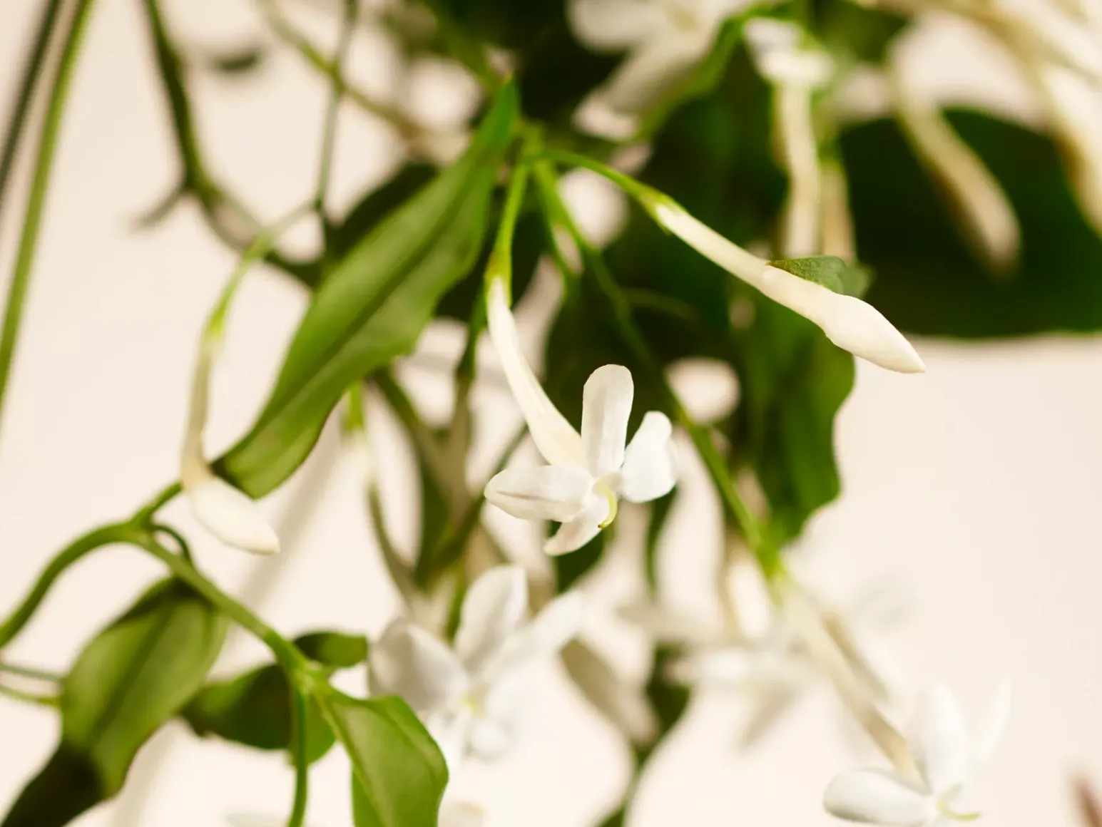 Shop Rituals Sweet Jasmine Refill Fragrance Sticks