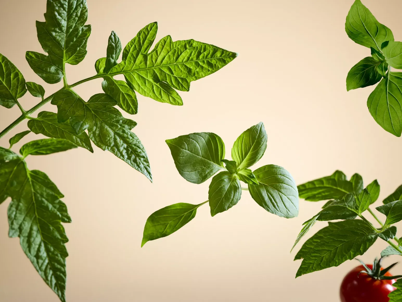 Sale Rituals White Basil Refill Fragrance Sticks